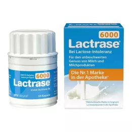 LACTRASE 6.000 FCC cápsulas, 60 uds